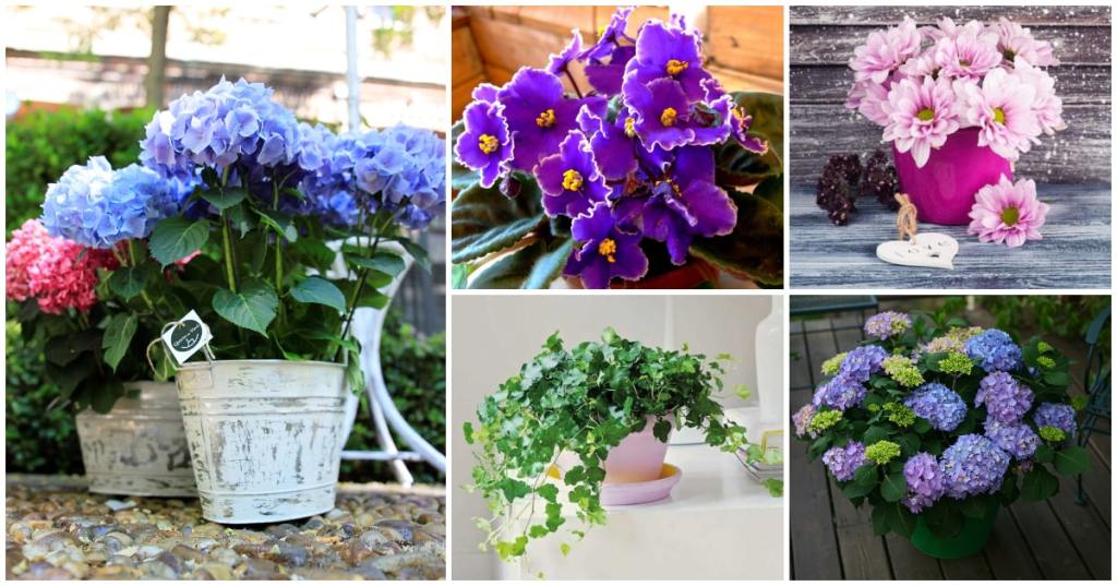 8 plantas ideales para el&nbsp;otoño